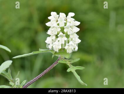 Cut-Leaf Selfheal - Prunella laciniata Stockfoto