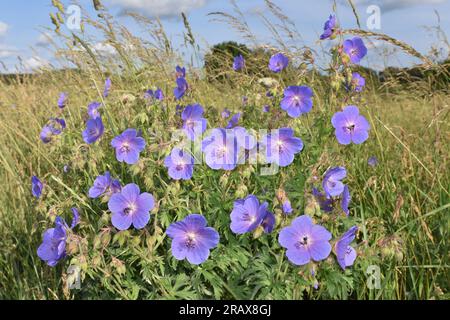 Meadow Crane's-Bill - Geranium pratense Stockfoto