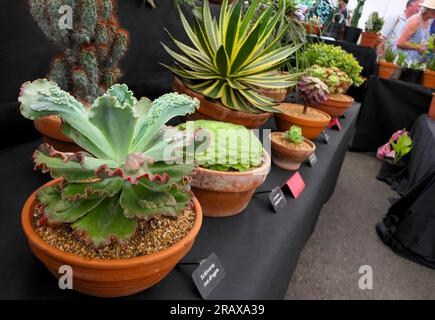 BBC Gardens Birmingham UK 2023, Stockfoto