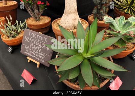 BBC Gardens Birmingham UK 2023, Stockfoto