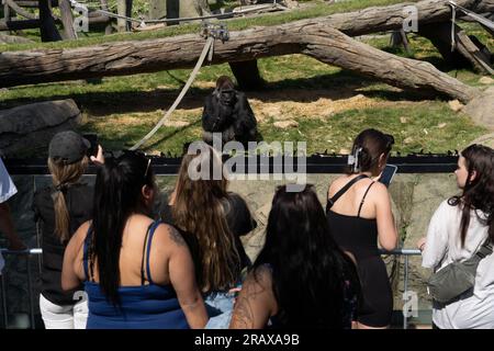 Calgary, Alberta, Kanada. 5. Juli 2023. Die Leute fotografieren einen Gorilla im Calgary Zoo, Kanada. (Kreditbild: © Matias Basualdo/ZUMA Press Wire) NUR REDAKTIONELLE VERWENDUNG! Nicht für den kommerziellen GEBRAUCH! Stockfoto