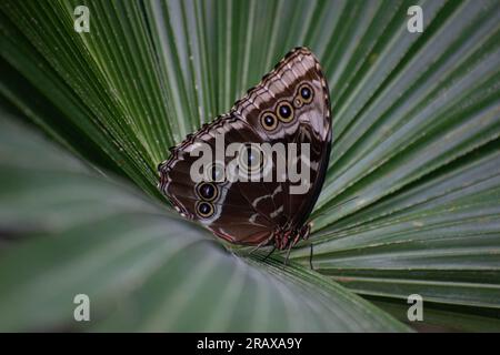 Calgary, Alberta, Kanada. 5. Juli 2023. Im Calgary Zoo, Kanada, erhebt sich ein Schmetterling auf einer Pflanze. (Kreditbild: © Matias Basualdo/ZUMA Press Wire) NUR REDAKTIONELLE VERWENDUNG! Nicht für den kommerziellen GEBRAUCH! Stockfoto