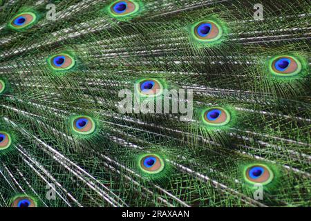 Peacock Feathers Hintergrund. Farbenfrohes Muster des Pfauenschwanzes. Stockfoto