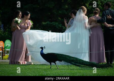 Calgary, Alberta, Kanada. 5. Juli 2023. Im Calgary Zoo, Kanada, kreuzt ein Pfau mitten in einer Ehe. (Kreditbild: © Matias Basualdo/ZUMA Press Wire) NUR REDAKTIONELLE VERWENDUNG! Nicht für den kommerziellen GEBRAUCH! Stockfoto