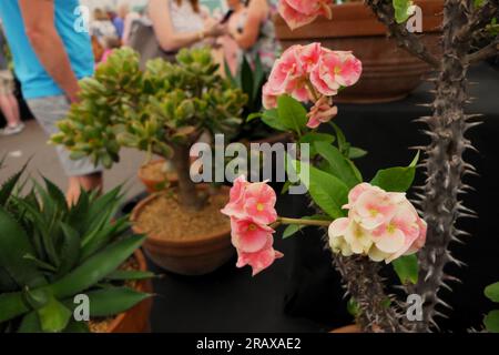 BBC Gardens Birmingham UK 2023, Stockfoto