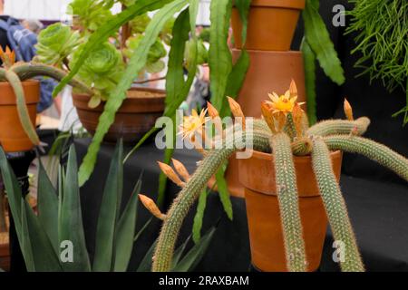 BBC Gardens Birmingham UK 2023, Stockfoto