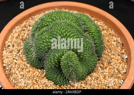 BBC Gardens Birmingham UK 2023, Stockfoto