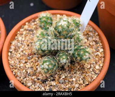 BBC Gardens Birmingham UK 2023, Stockfoto