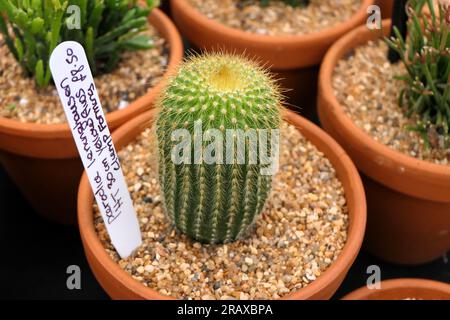 BBC Gardens Birmingham UK 2023, Stockfoto