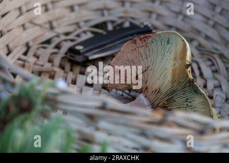 Essbare Pilze in Korbweiden während der Ernte Stockfoto