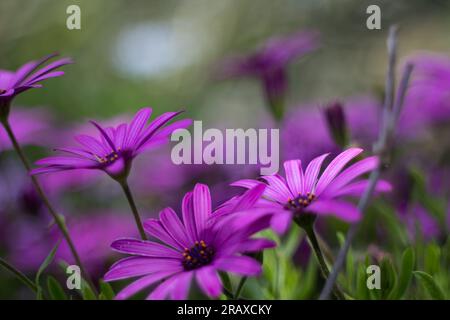 Hübsches Bokeh aus wilden Gänseblümchen mit Sonnenlicht und Schatten Stockfoto
