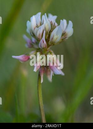 Nahaufnahme des Blütenkopfes eines weißen Klees (Trifolium repens) Stockfoto