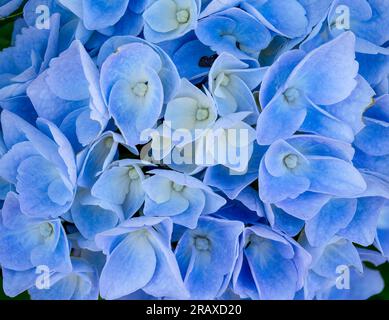 Nahaufnahme einer Gruppe blauer Hydrangea-Blumen Stockfoto