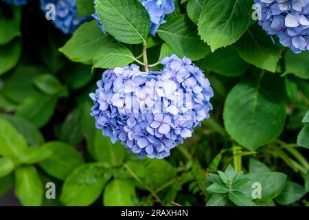 Lila blaue herzförmige Hydrangea macrophylla-Blüten in voller Blüte Stockfoto