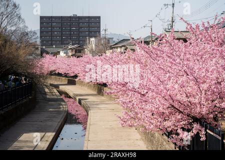 Kawazu-Kirschblüten auf dem Yodo Suiro Waterway in Kyoto. Stockfoto