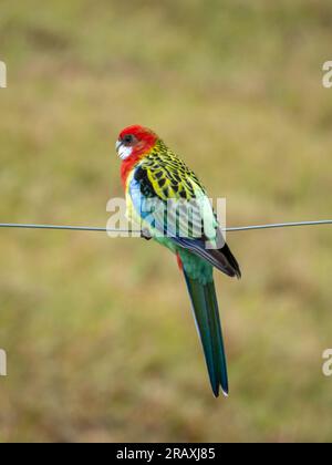 Australischer einheimischer Vogel, östliche Rosella hoch oben auf einem Draht Stockfoto