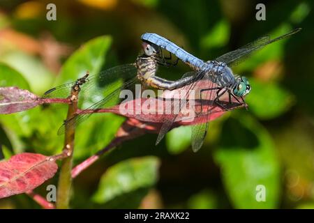 Los Angeles, Usa. 05. Juli 2023. Zwei Libellen, die sich am Echo Park Lake paaren, während einer Hitzewelle in Los Angeles. (Foto: Ringo Chiu/SOPA Images/Sipa USA) Guthaben: SIPA USA/Alamy Live News Stockfoto