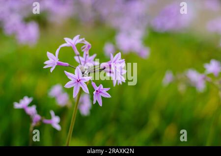 Purple Society Knoblauchblüten mit verschwommenem Hintergrund seiner Blätter und Bäume. Stockfoto