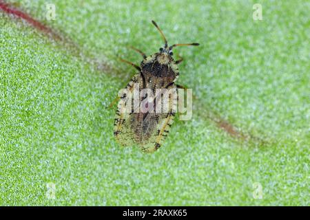 Nahaufnahme des grau-braunen Distelparasiten-Lacebug Tingis cardui. Stockfoto