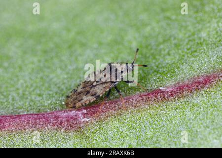 Nahaufnahme des grau-braunen Distelparasiten-Lacebug Tingis cardui. Stockfoto