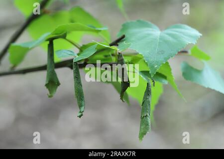 Birkenwalze oder Birkenwalze (Deporaus betulae, Deporaus populi), Blattwalze. Stockfoto