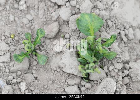 Verformte Kartoffelblätter durch phytotoxische Wirkung des Herbizids. Stockfoto