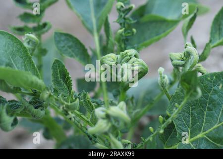 Verformte Kartoffelblätter durch phytotoxische Wirkung des Herbizids. Stockfoto