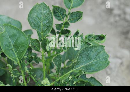 Verformte Kartoffelblätter durch phytotoxische Wirkung des Herbizids. Stockfoto