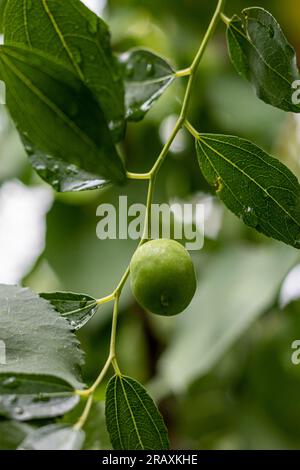 Grüne, unreife Jujube-Frucht auf einem Jujube-Baum im Garten. Selektiver Fokus mit unscharfem Hintergrund. Stockfoto