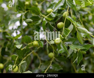 Chinesische Datteln oder Jujube namens Markhanrai ist eine beliebte Sommerfrucht in Pakistan. Selektiver Fokus. Stockfoto