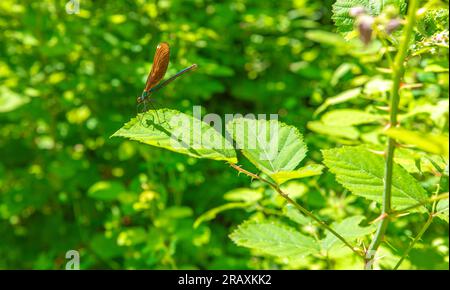 Frau von Calopteryx virgo an der Wasserquelle Blue Eye in Albanien. Bekannt als wunderschöne Demoiselle, eine wunderbare Art von Damselfly. Insekten leben in Stockfoto