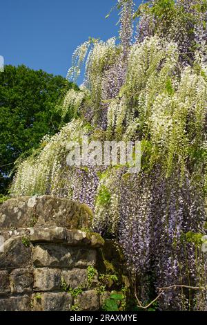 Wisteria-Pflanze, die über einer alten Steinmauer im englischen Landgarten wächst. Stockfoto