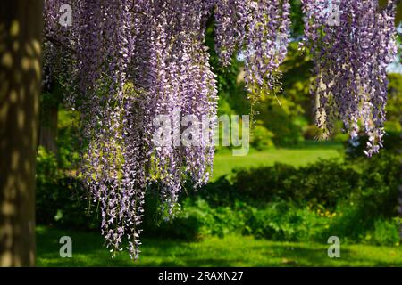 Wisteria-Pflanze in voller Blüte. Sonnenschein und grüner Gartenhintergrund Stockfoto