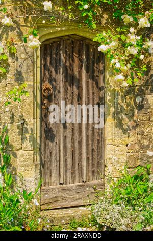 Alte Holztür in einer Steinmauer mit weißen Rosen darüber. In einem englischen Landgarten. Stockfoto