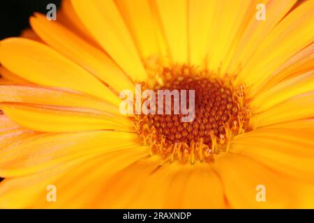 Pot Marigold oder Scotch Marigold, Calendula officinalis, Asteraceae. Stockfoto