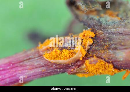 Rosenpilz (Phragmidium mucronatum). Gebräuchlicher Pflanzenpathogen, ersichtlich als leuchtend orangefarbene Pusteln auf dem angehenden Stiel einer Hundrose. Stockfoto