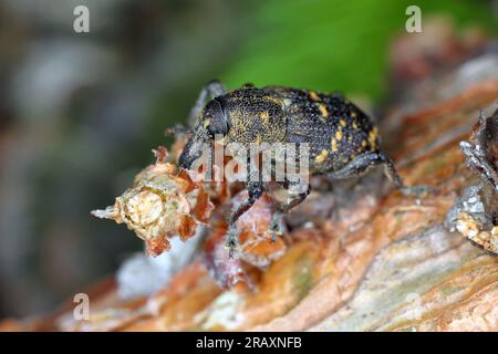 Große Kiefer-Weevil (Hylobius abietis), die die Rinde von einem Kiefernzweig isst. Stockfoto