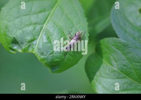 Eine Hymenoptera des Ordens Sawfly (Symphyta) auf einem Blatt im Garten. Stockfoto