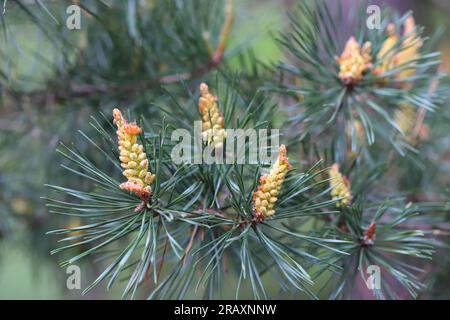 Ein Schuss Kiefer (Pinus sylvestris) im Frühling. Sichtbare männliche Blüten voller Pollen. Stockfoto