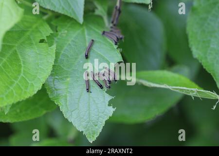 Die Lackmotte (Malacosoma neustria) ist eine Motte, die in Eurasien und Nordafrika heimisch ist. Raupen auf Pflaumenblättern. Stockfoto