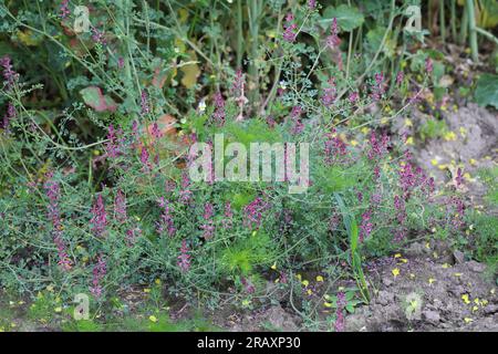 Gemeiner Fumitorien (Fumaria officinalis) gemeiner Unkraut in Agrar- und Gartenbaukulturen. Stockfoto