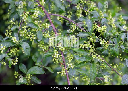 Blühender europäischer Spindelbaum, Euonymus europaeus, blühende Pflanze. Stockfoto