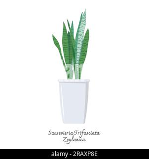 Sammlung von Schlangenpflanzen mit flachem Vektor. Farbdarstellung von Sansevieria trifasciata Zeylanica. Die Muttersprache. Zimmerpflanzen. Stock Vektor