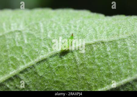 Blatthüpfer, Larven - Nymphe der Gattung Fieberiella (Cicadellidae) auf einem Apfelblatt. Stockfoto
