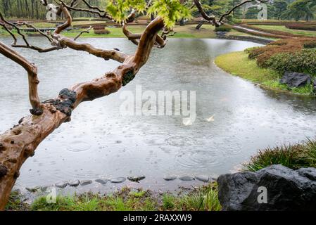 Fische schwimmen in einem Teich an einem Regentag. Regentropfen fallen auf den Teich. Frühling in Tokio. Stockfoto