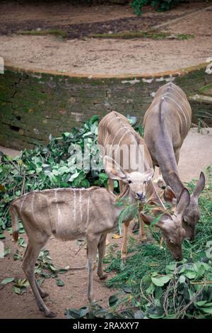 Frau Lesser Kudu, Kudu, Großkudu oder Kodoo, eine herrliche, reife weibliche Kudu-Bulle, Seitenansicht, Essen, Landschaftsfotografie, 4K-Hintergrundbild Stockfoto