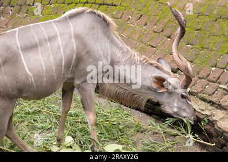 Kudu, Großkudu oder Kodoo, ein prächtiger reifer Kudu-Stier, Seitenansicht, Kudu isst, Landschaftsfotografie, 4K-Hintergrundbild Stockfoto