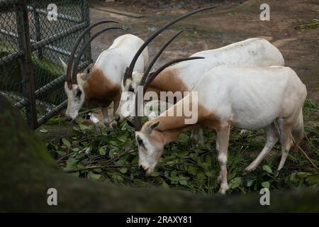 scimitar-Hornoryx, oryx, grast in einem Wildpark, Paar Scimitar-Hornoryx Stockfoto