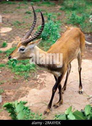 Red Lechwe, Lechwe (Kobus leche), Wildtierszene aus der Natur. Stockfoto