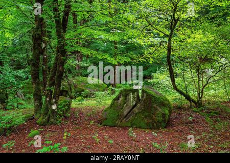 Riesiger, gerissener Steinblock mit Moos bedeckt Stockfoto